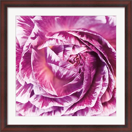 Framed Ranunculus Abstract IV Color Print