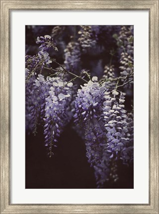 Framed Wisteria Cascade II Print