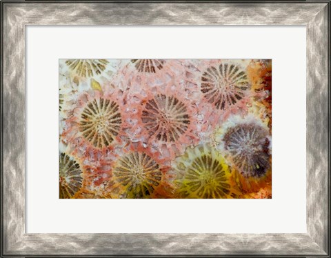 Framed Coral, Indonesia Print