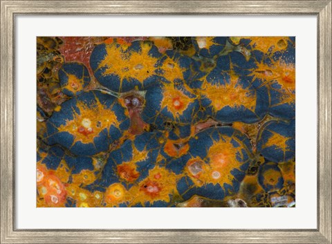 Framed Poppy Jasper Print