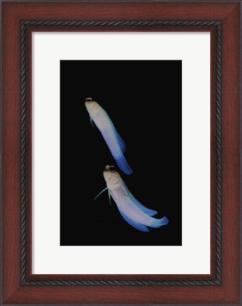 Framed Jawfish, Robert&#39;s Wall, Grand Cayman Print