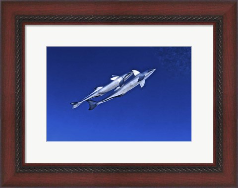 Framed Playful remora&#39;s, Tarpon Tunnels, Grand Cayman Print