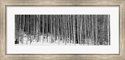 Framed Aspen trees in a forest, Chama, New Mexico Print