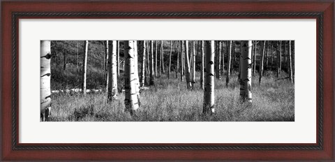 Framed Aspen trees growing in a forest, Grand Teton National Park, Wyoming Print