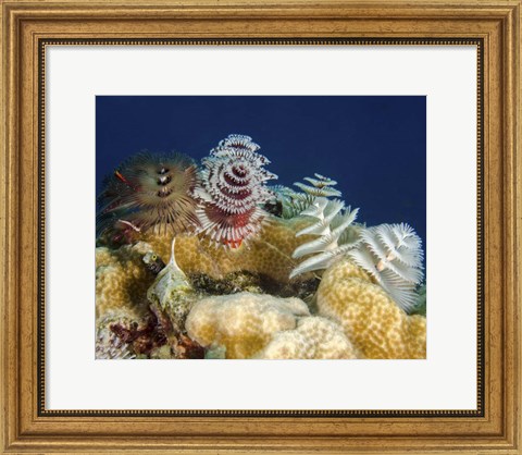 Framed Multiple Christmas Tree worms, Curacao Print