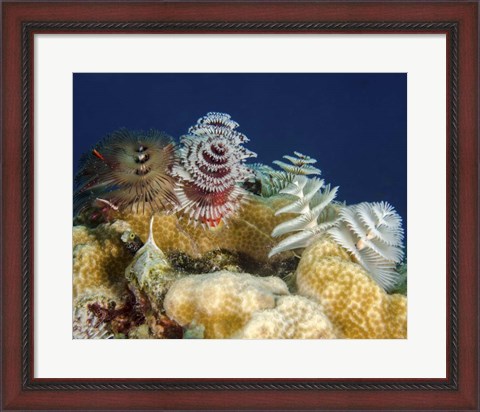 Framed Multiple Christmas Tree worms, Curacao Print