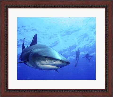 Framed Diver swimming with Oceanic Whitetip Sharks, Cat Island, Bahamas Print