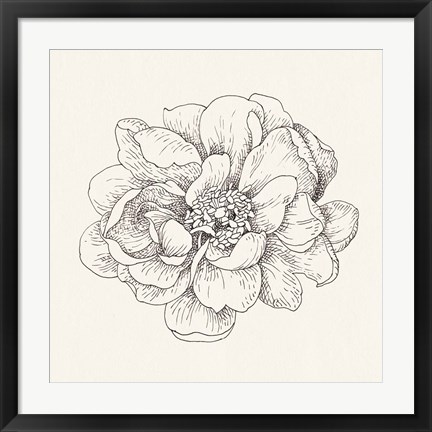 Framed Pen and Ink Florals IV Print