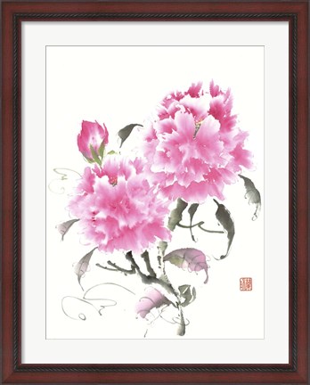 Framed Peonie Blossoms II Print