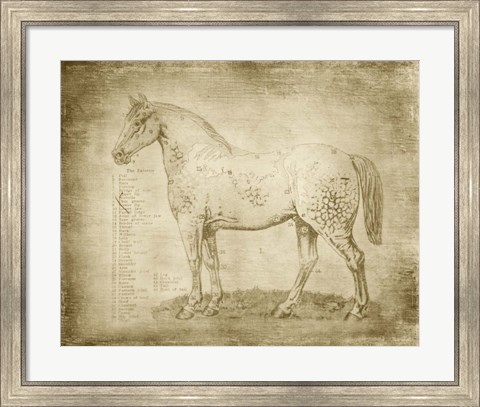 Framed Horse Anatomy 101 Print