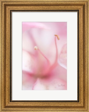 Framed Softness Print