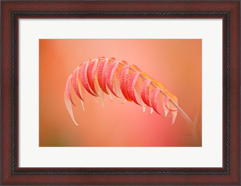 Framed Sumac Branch Print