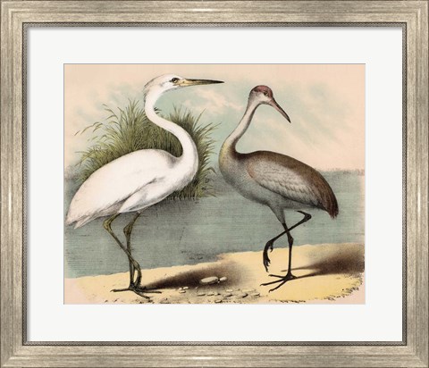 Framed Coastal Visitors II Print