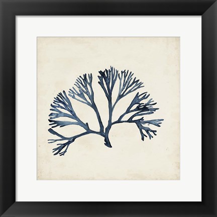 Framed Seaweed Specimens XI Print