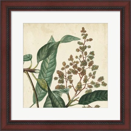 Framed Garden Bounty II Print