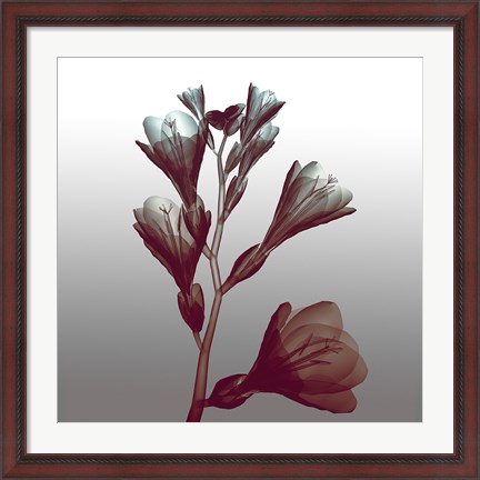 Framed Ombre Freesia Flowers X-Ray Print