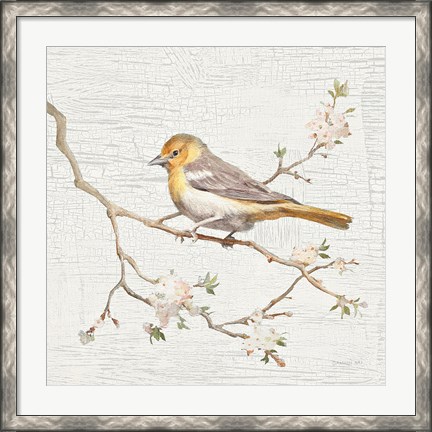 Framed Northern Oriole Vintage Print