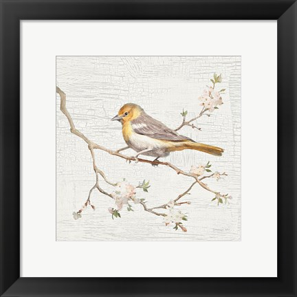 Framed Northern Oriole Vintage Print