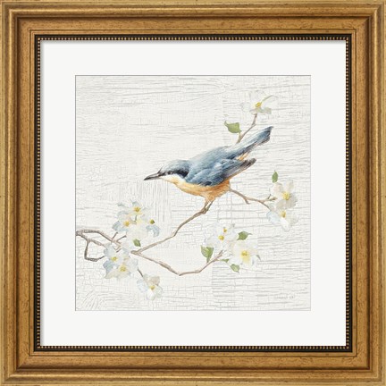 Framed Nuthatch Vintage Print