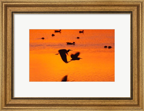 Framed Great Blue Herons Flying at Sunset Print