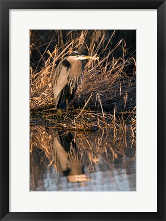 Framed OR, Baskett Slough NWR, Great Blue Heron bird Print