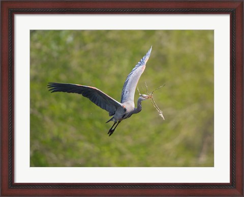 Framed Washington Great Blue Heron flies with branch in its bill Print