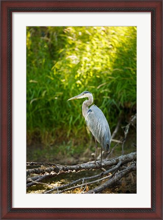 Framed Great Blue Heron, Washington State Print