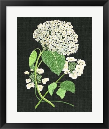 Framed White Hydrangea Study II Print