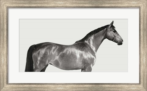 Framed Kingsman Cavalier, English Thoroughbred Print