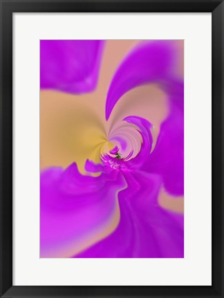 Framed Aster flower, New Hampshire Print