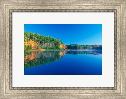 Framed White Pines and Hardwoods, Meadow Lake, New Hampshire Print