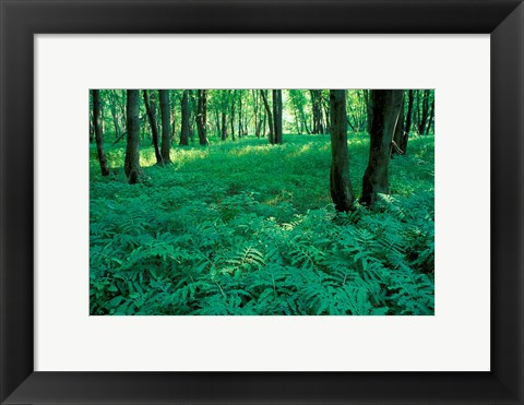 Framed Sensitive Ferns and Silver Maples, Floodplain Forest, Upper Merrimack River, New Hampshire Print