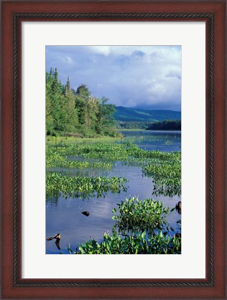 Framed Pickerel Weed, Pontook Reservoir, Androscoggin River, New Hampshire Print