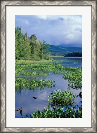 Framed Pickerel Weed, Pontook Reservoir, Androscoggin River, New Hampshire Print