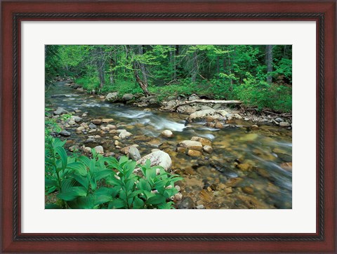 Framed False Hellebore, Lyman Brook, The Nature Conservancy&#39;s Bunnell Tract, New Hampshire Print