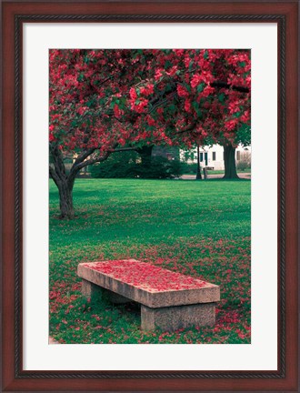 Framed Crab Apple Trees in Prescott Park, New Hampshire Print