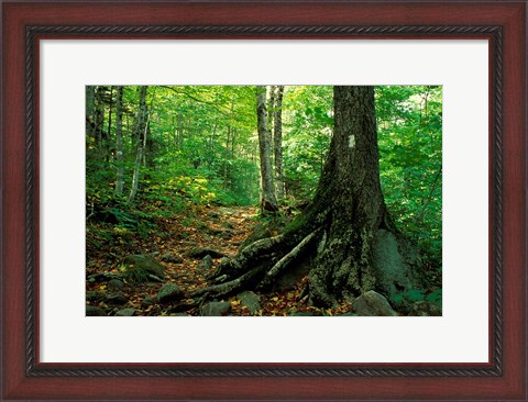 Framed White Blaze Marks Appalachian Trail, White Mountains, New Hampshire Print
