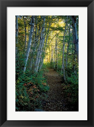 Framed White Birch and Yellow Leaves in the White Mountains, New Hampshire Print