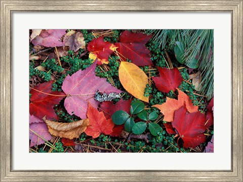 Framed Greeley Ponds Trail in Northern Hardwood Forest, New Hampshire Print