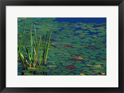 Framed Pond Water Lilies, Brookline, New Hampshire Print