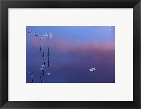 Framed Pickerelweed, Lily Pads and Reflections in Trout Pond, Freedom, New Hampshire Print