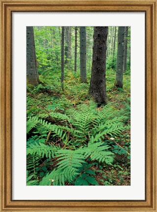 Framed Ferns in the Understory of a Lowland Spruce-Fir Forest, White Mountains, New Hampshire Print