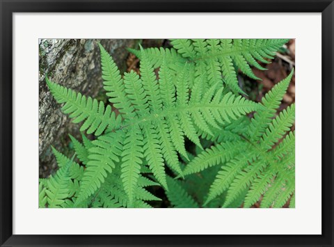 Framed Long Beech Fern, White Mountains National Forest, Waterville Valley, New Hampshire Print