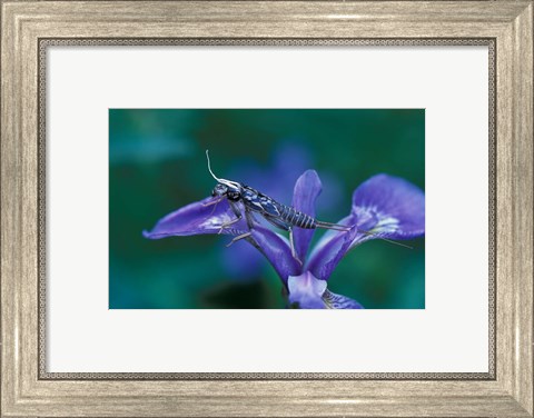 Framed Blue Flag with Caddis Fly Exoskeleton, Androscoggin River, Errol, New Hampshire Print