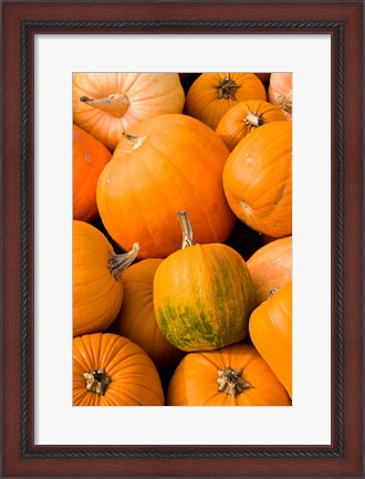 Framed Pumpkins at the Moulton Farm, Meredith, New Hampshire Print