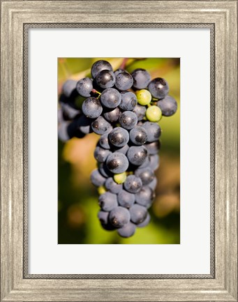 Framed Marechal Foch grapes at the vineyard at Jewell Towne Vineyards, South Hampton, New Hampshire Print