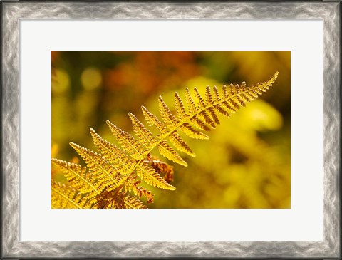 Framed New Hampshire, Fern frond flora Print