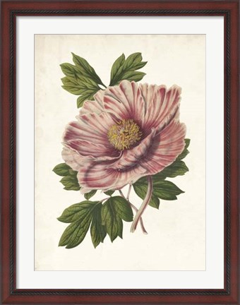 Framed Striking Peony Print