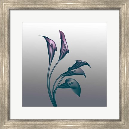 Framed Ombre Calla Lilies X-Ray Print