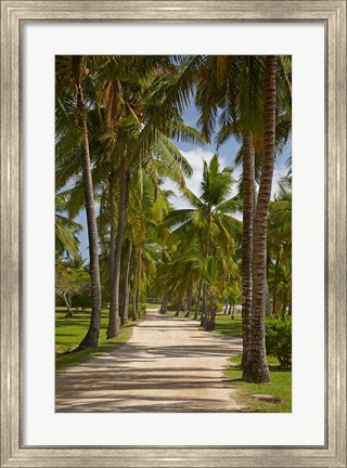 Framed Avenue of Palms, Musket Cove Island Resort, Malolo Lailai Island, Mamanuca Islands, Fiji Print